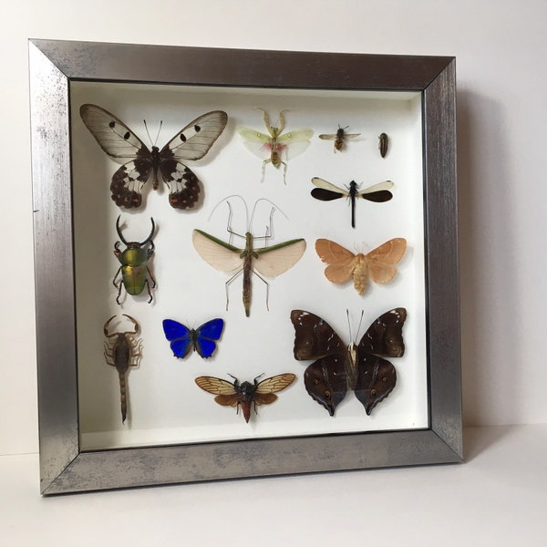 Mixed Butterfly Insect Taxidermy Entomology Frame Oddities Curio UK Cruelty free