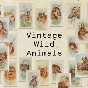 Digital Vintage Wild Animal Ephemera Collage Foglio