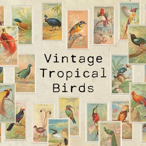 Digital Vintage Tropical Birds Ephemera Collage Sheet
