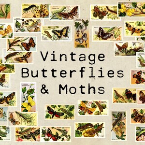 Digital Vintage Butterflies and Moths Ephemera Collage Sheet