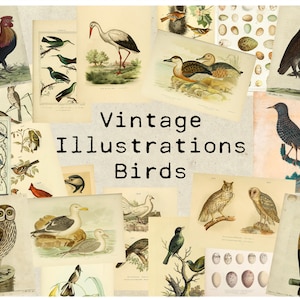 Digital Vintage Bird Illustrations Ephemera Printable Collage Sheet Instant Download 300dpi