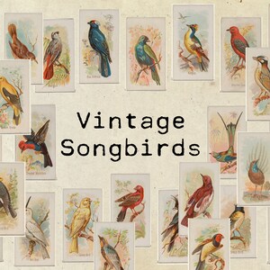 Digitale Vintage Singvogel Ephemera Collage Blatt