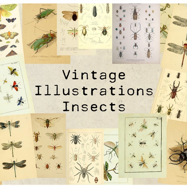 Digital Vintage Insect Illustrations Ephemera Printable Collage Sheet Instant Download 300dpi