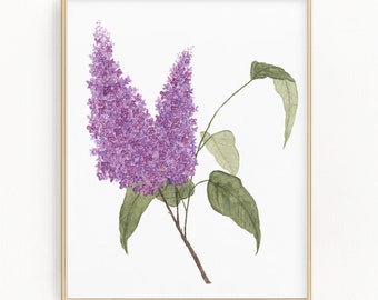 Impression lilas, peinture aquarelle lilas, art lilas, art floral, imprimé floral, fleurs violettes, peinture de fleurs, aquarelles de plantes