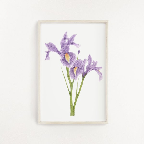 Watercolor Iris - Etsy