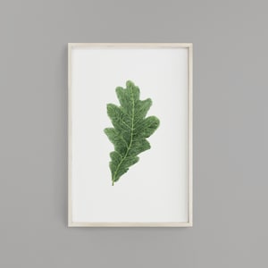 Watercolor Oak leaf Painting, Leaf Art, Fall Decor, Leaf Print, Botanical Art, Botanical, White Oak Leaf, Green leaf, Leaf decor, Oak leaves