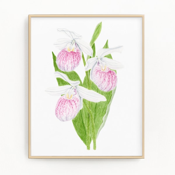 Pink Lady Slipper - Etsy