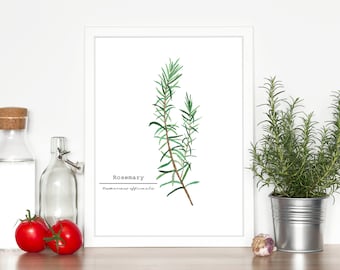 Rosemary Watercolor Painting, Kitchen Wall Art, Fine Art Print, Great Mother's Day Present , Herb Painting, Botanical Art, Gardener Gift
