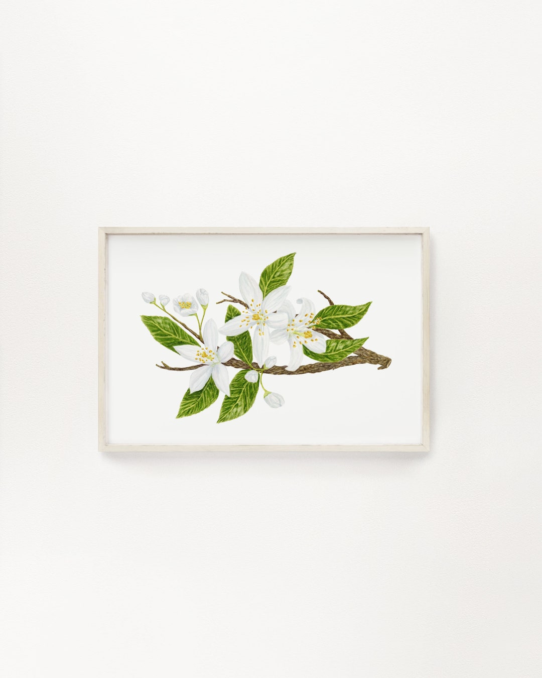 Orange Blossom Print, Watercolor Orange Blossom Painting, Orange Tree ...
