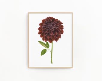 Pintura de acuarela de dalia burdeos, lámina decorativa floral botánica para pared.