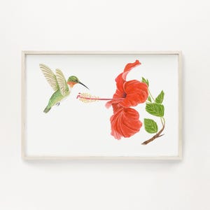May include: A framed watercolour print depicting a hummingbird and a red hibiscus flower. The hummingbird has green, orange, and white feathers. The flower has green leaves and a brown stem. The artwork is set against a white background.