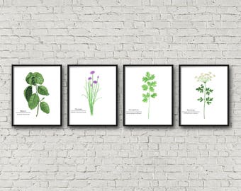 FRAMED Botanical Herb Watercolor Paintings, Herb Names, Botanical Prints, Kitchen Art, Herb Painting, Botanical Art, Gardener Gift, Herb Art