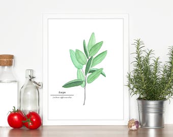 Sage Watercolor Print, Herb Botanical Art (Not Framed)