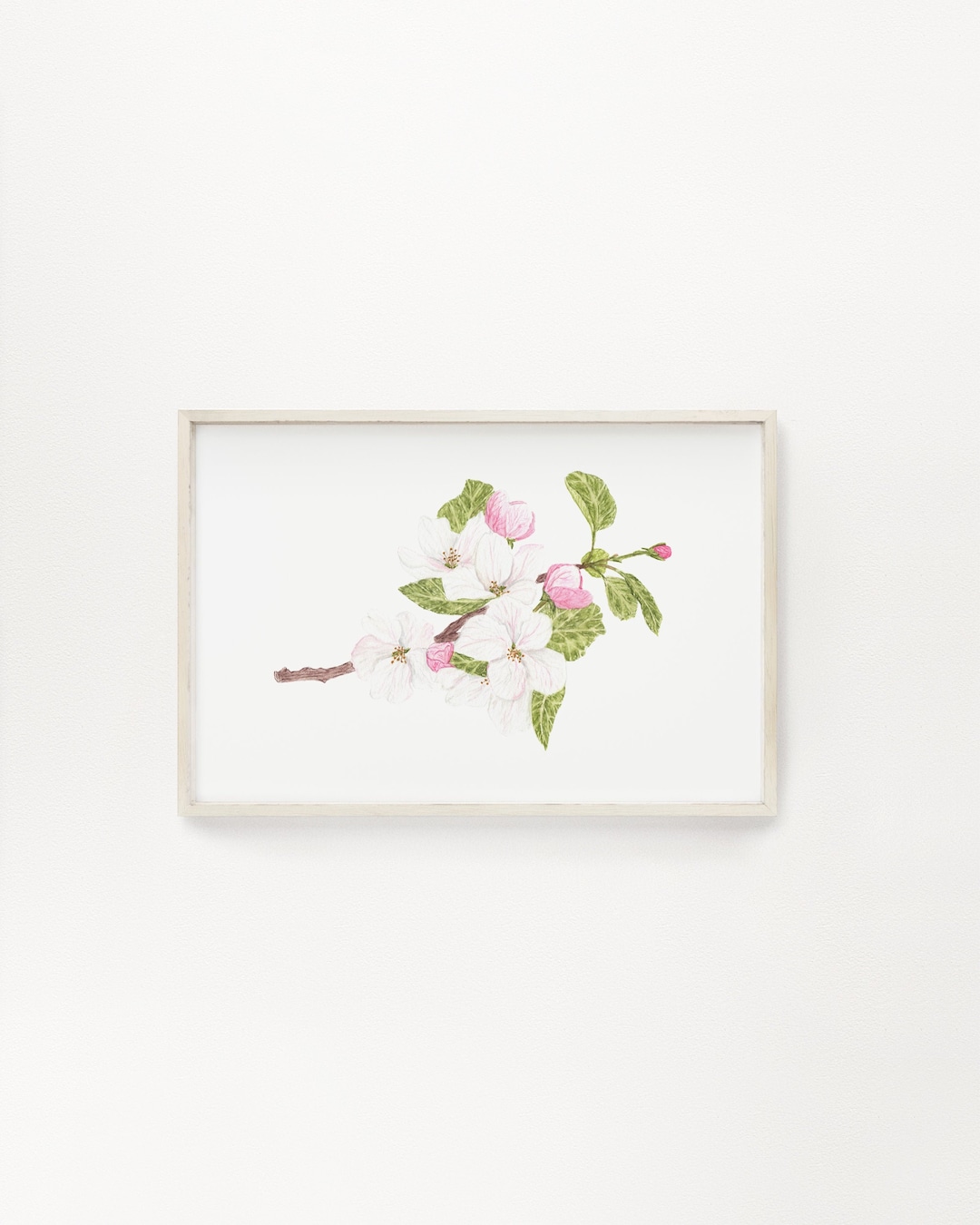 Watercolor Apple Blossom Print, Arkansas State Flower, Floral Art - Etsy