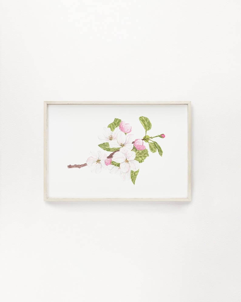 Watercolor Apple Blossom Print, Arkansas State Flower, Floral Art - Etsy