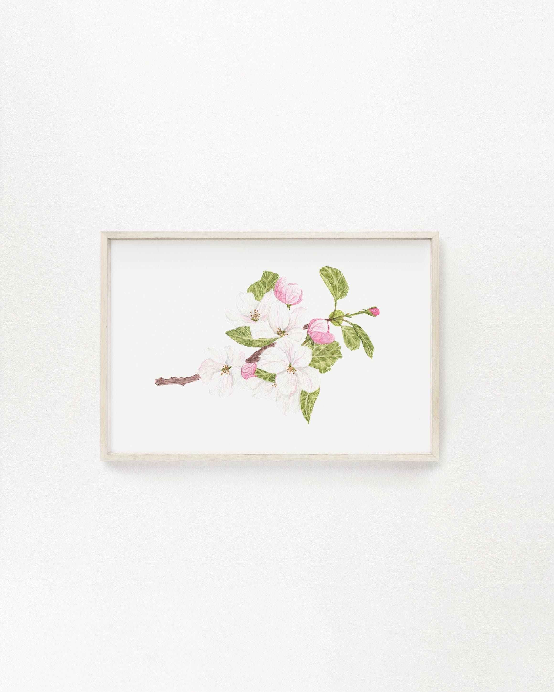 Watercolor Apple Blossom Print, Arkansas State Flower, Floral Art - Etsy