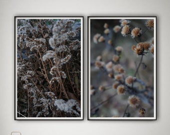 Botanical Fall Flower Prints, Nature Photography Set (Digital Download)