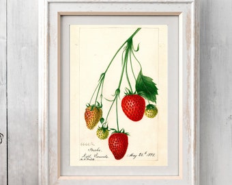 Vintage Strawberry Art Print, Kitchen Wall Decor (Digital Download)