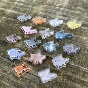 Shark mini magnets!
