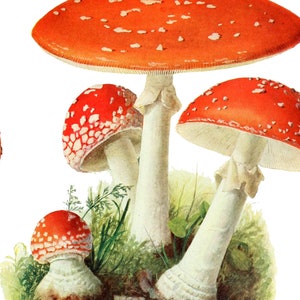 Vintage Pilz Kaffeetasse, Fliegenpilz, Pilz Kaffeetasse, Goblincore Vintage Küche, Shroom Liebhaber Kaffeebecher Bild 4