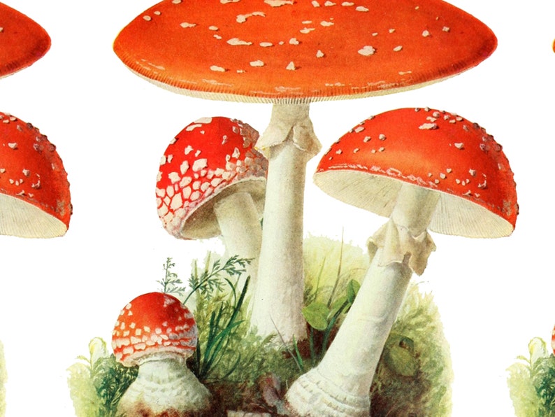 Vintage Pilz Kaffeetasse, Fliegenpilz, Pilz Kaffeetasse, Goblincore Vintage Küche, Shroom Liebhaber Kaffeebecher Bild 4