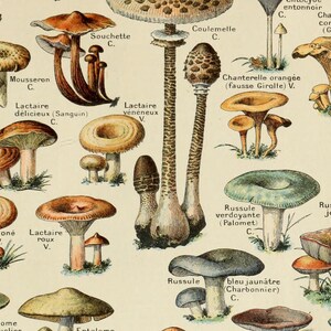 Peut inclure: Une illustration vintage de diff&eacute;rents types de champignons, dont des chanterelles, des lactaires, des russules et des pleurotes. L'illustration est dans un style d&eacute;taill&eacute; et r&eacute;aliste avec des &eacute;tiquettes en fran&ccedil;ais identifiant chaque type de champignon.
