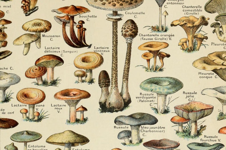 Peut inclure: Une illustration vintage de diff&eacute;rents types de champignons, dont des chanterelles, des lactaires, des russules et des pleurotes. L'illustration est dans un style d&eacute;taill&eacute; et r&eacute;aliste avec des &eacute;tiquettes en fran&ccedil;ais identifiant chaque type de champignon.