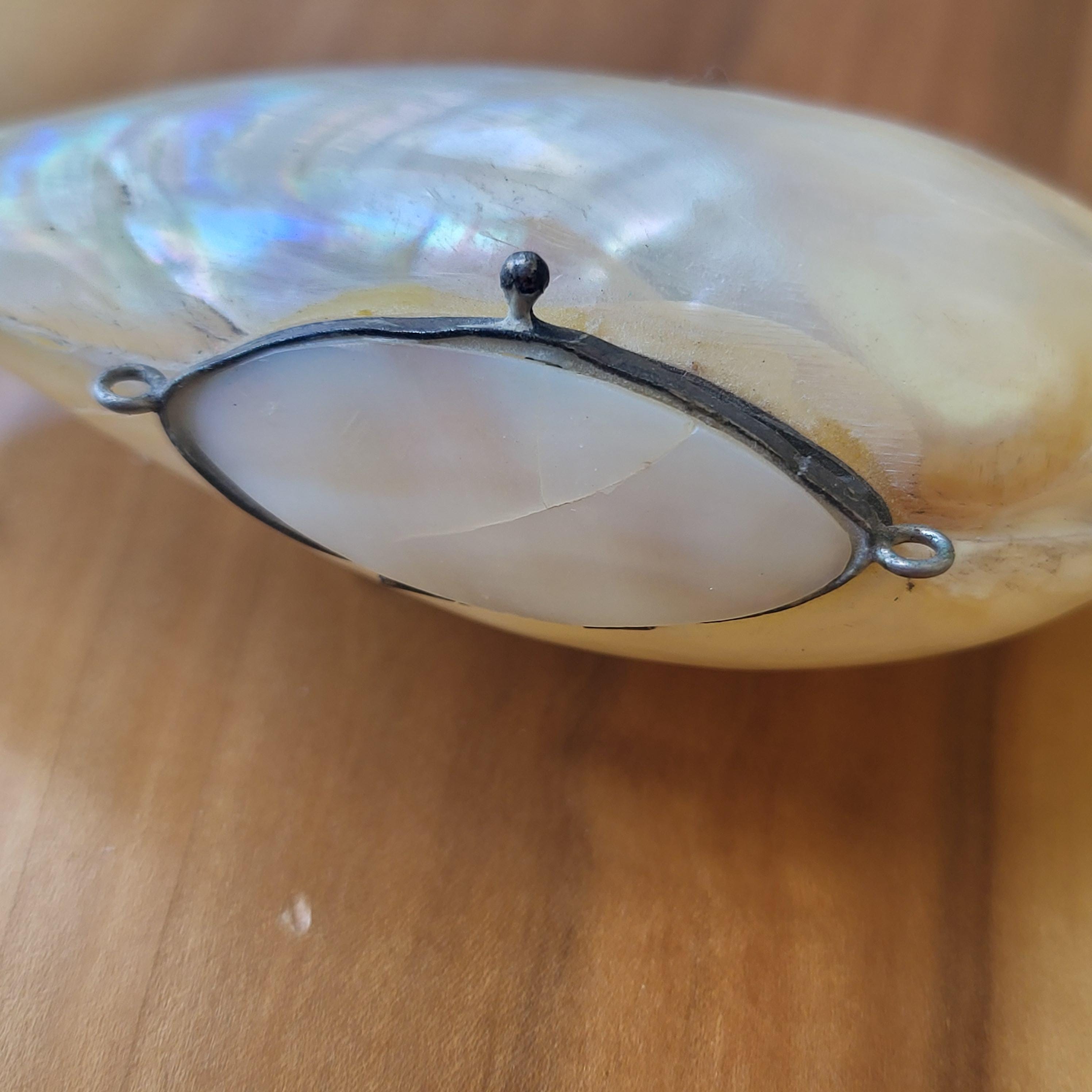 Shell Snuff Box England Vintage Victorian Shell Snuff Box, Lustrous Shell With Hinged Top ...