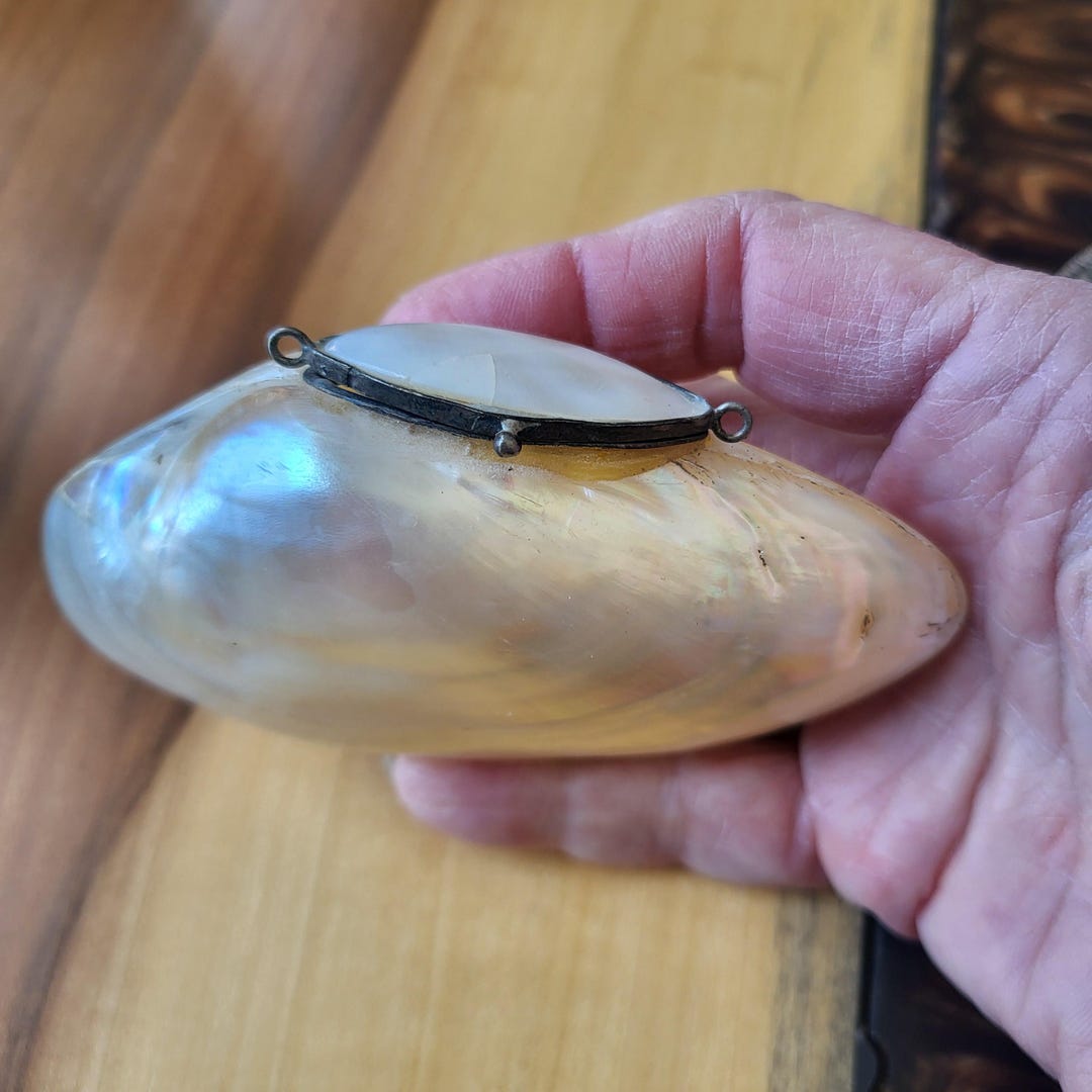 Shell Snuff Box England Vintage Victorian Shell Snuff Box, Lustrous Shell With Hinged Top ...