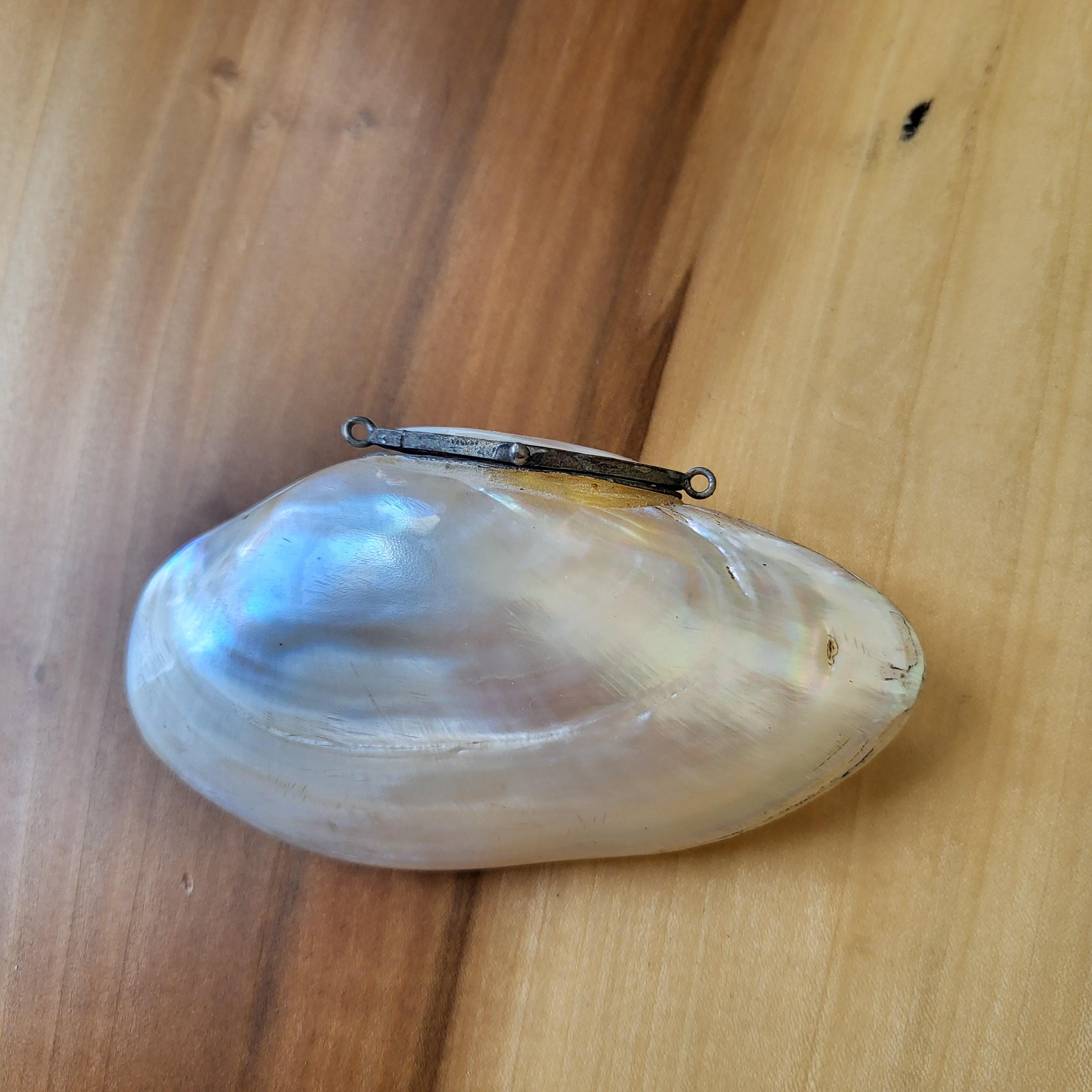 Shell Snuff Box England Vintage Victorian Shell Snuff Box, Lustrous Shell With Hinged Top ...