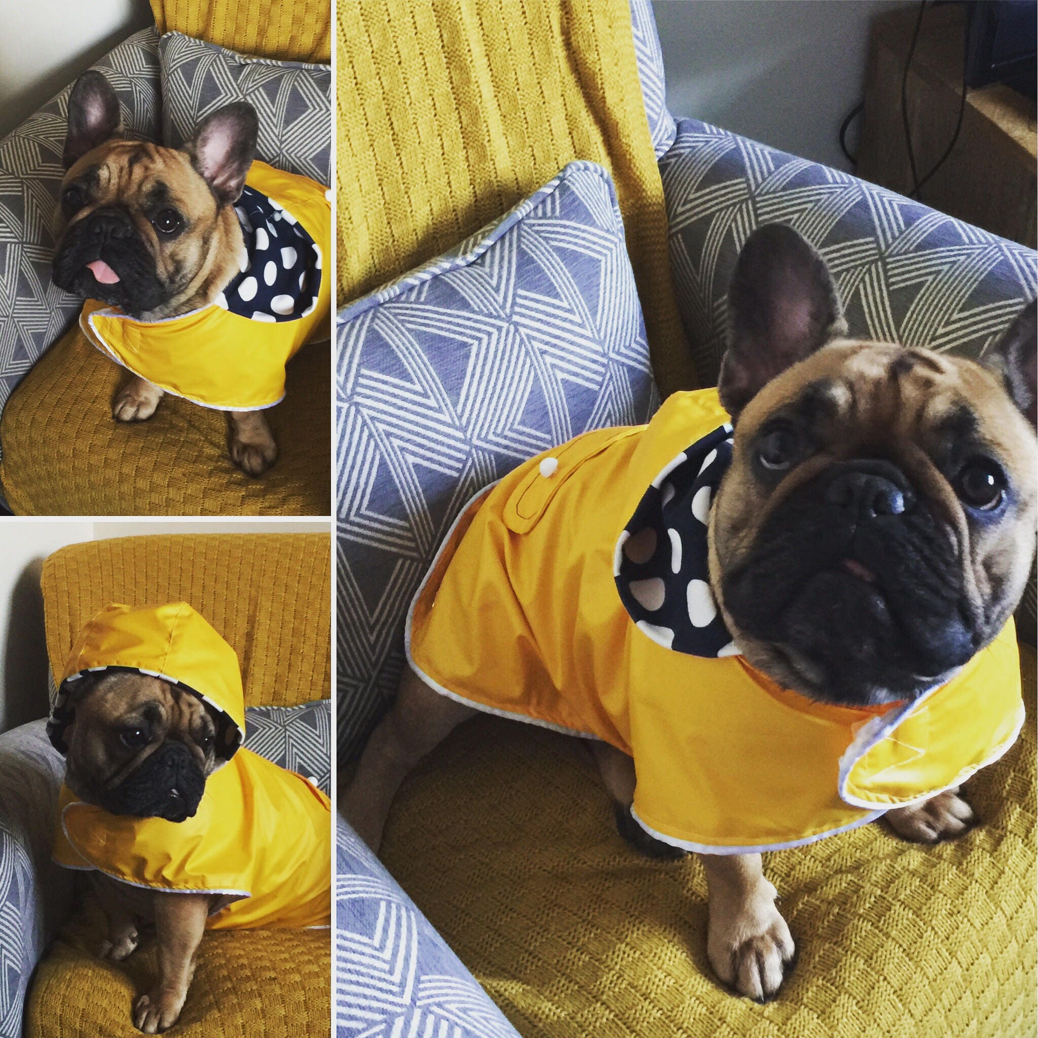 Yellow dog raincoat yellow dog coat yellow rain jacket dog Etsy