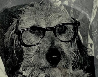 Vintage Original Fotografie von Otto dem Hund von John Rowland / Tolles Geschenk für Hundeliebhaber / Schrulliges Tier Wandbehang