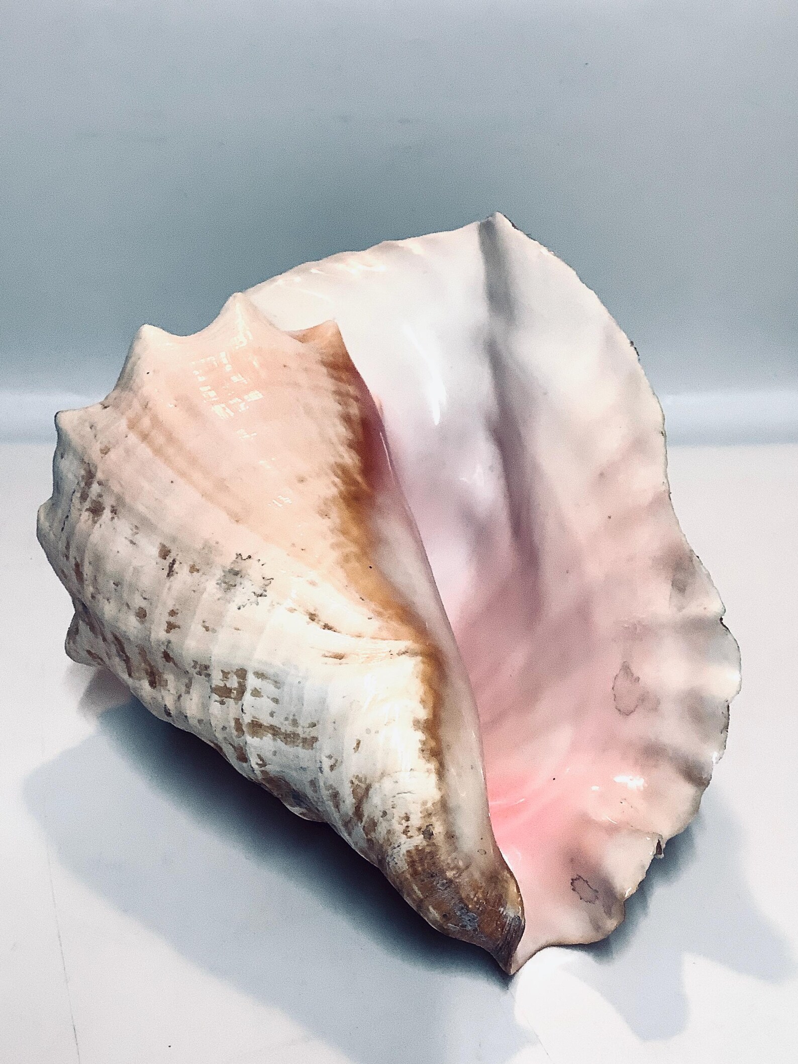 Large & Beautiful Natural Sea Conch With Deep Rose Blush Interior ...