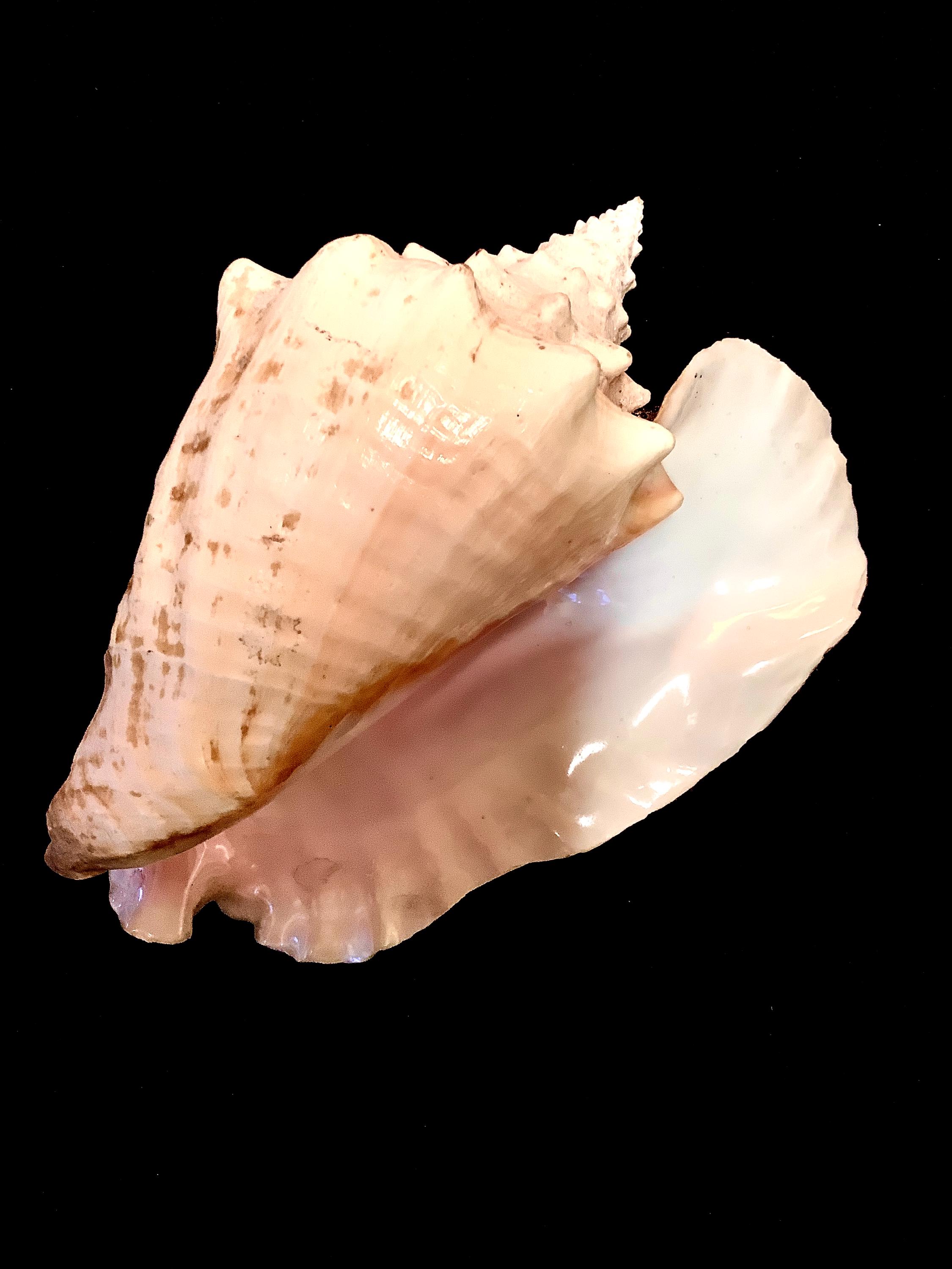 Large & Beautiful Natural Sea Conch With Deep Rose Blush Interior ...