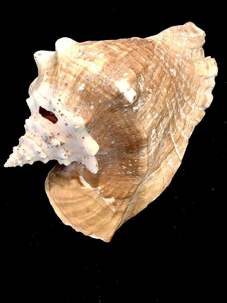 Large & Beautiful Natural Sea Conch With Deep Rose Blush Interior ...