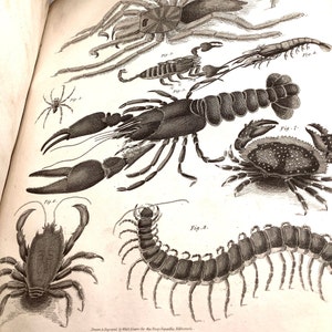 1.ª edición ENCYCLOPÆDIA EDINENSIS Publicada por John Anderson, Edimburgo (1827) con mapas grabados de EE. UU. incl. Asentamientos de nativos americanos