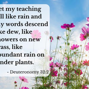 May include: A vibrant image of pink cosmos flowers against a bright blue sky with text. The text reads, "Let my teaching fall like rain and my words descend like dew, like showers on new grass, like abundant rain on tender plants." Deuteronomy 32:2.