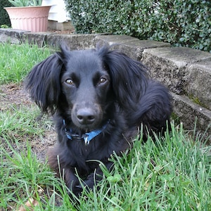 May include: A black dog with long, dark fur is lying in the grass. The dog has a blue collar and is looking directly at the camera.