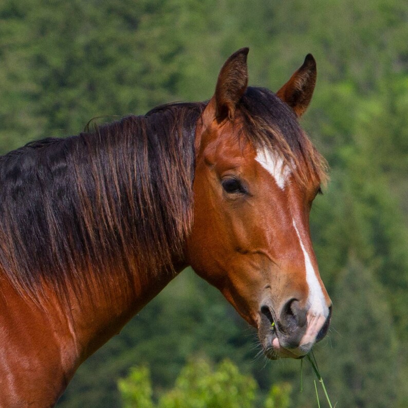 May include: A brown horse with a white blaze on its face is standing in a field of green grass. The horse has a long, dark mane and tail.