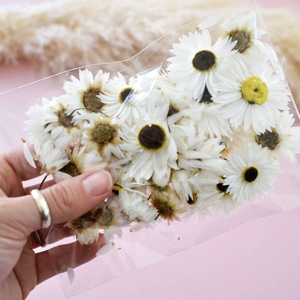 Dried Flower Craft Pack | White Daisy | Dried flowers | Ideal for Flower Crowns Hair Accessories and Resin Crafts | 1 Cup 250 Mls