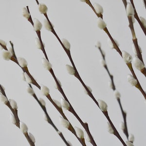 Pussy Willow 10 stems Catkins Dried Flowers Home Decor image 2