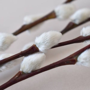 Pussy Willow 10 stems Catkins Dried Flowers Home Decor image 5