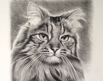 Realistic cat portrait in charcoal pencil - Maine coon, Tabby, American Bobtail, Persian cat