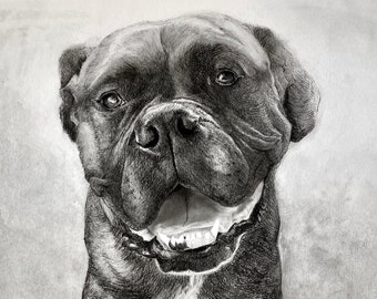 Highly realistic Dog Portrait drawing in charcoal pencil - Boxer, Bulldog, Rottweiler