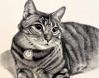 Highly Realistic cat Portrait drawing in charcoal pencil