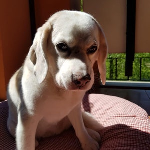 Puede incluir: Un perro blanco con ojos marrones sentado en una cama para perros a cuadros rojos y blancos. El perro mira a la c&aacute;mara con una expresi&oacute;n seria.