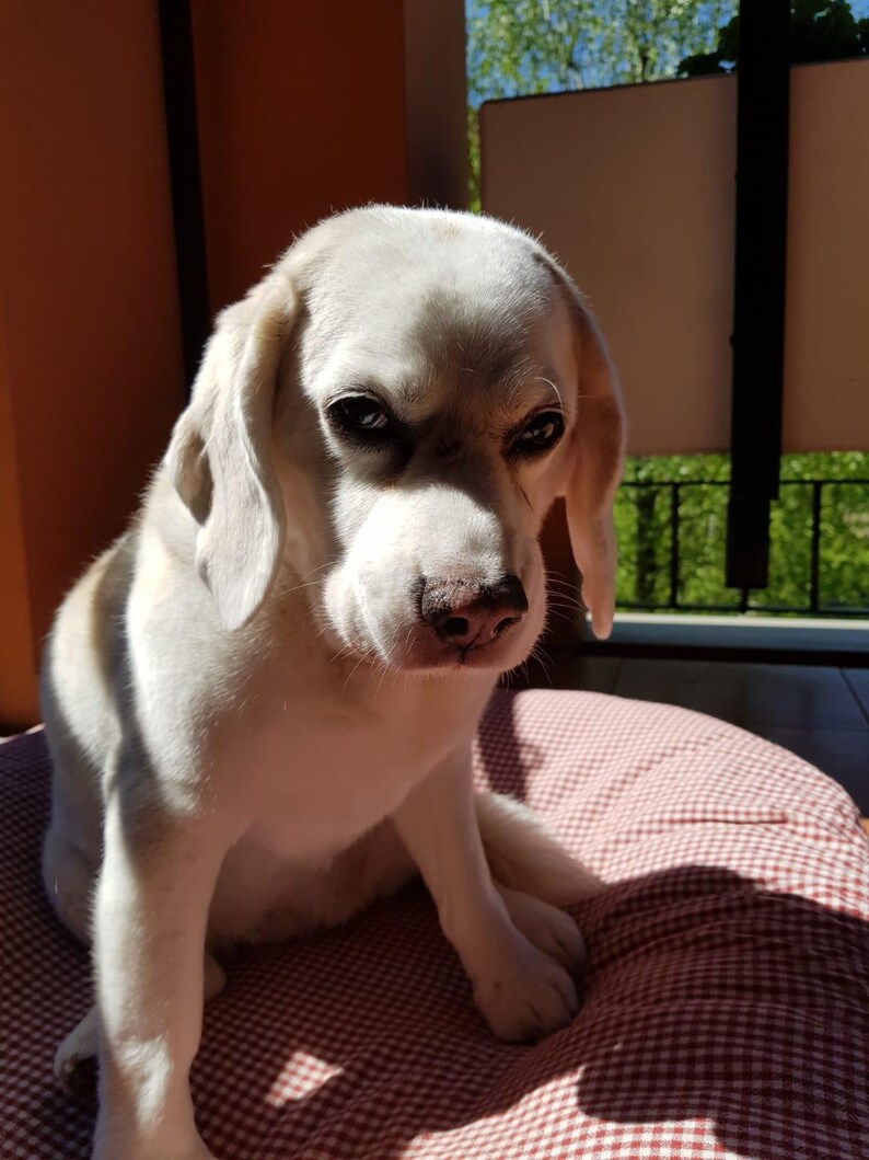 Puede incluir: Un perro blanco con ojos marrones sentado en una cama para perros a cuadros rojos y blancos. El perro mira a la c&aacute;mara con una expresi&oacute;n seria.