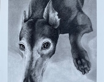 Custom Greyhound Dog Charcoal Portrait, Realistic Pet Art