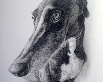 Custom Greyhound Dog Portrait, Realistic Charcoal Pencil Drawing