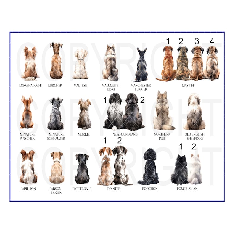 May include: A chart with illustrations of different dog breeds, including a Long Hair Chi, Lurcher, Maltese, Malamute Husky, Manchester Terrier, Mastiff, Miniature Pinscher, Miniature Schnauzer, Morkie, Newfoundland, Northern Inuit, Old English Sheepdog, Papillon, Parson Terrier, Patterdale, Pointer, Poodle, and Pomeranian.